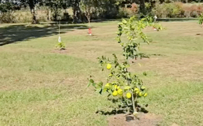 From Grove to Good Health: How Our Picayune Citrus Trial Brings “Food is Medicine” to Life