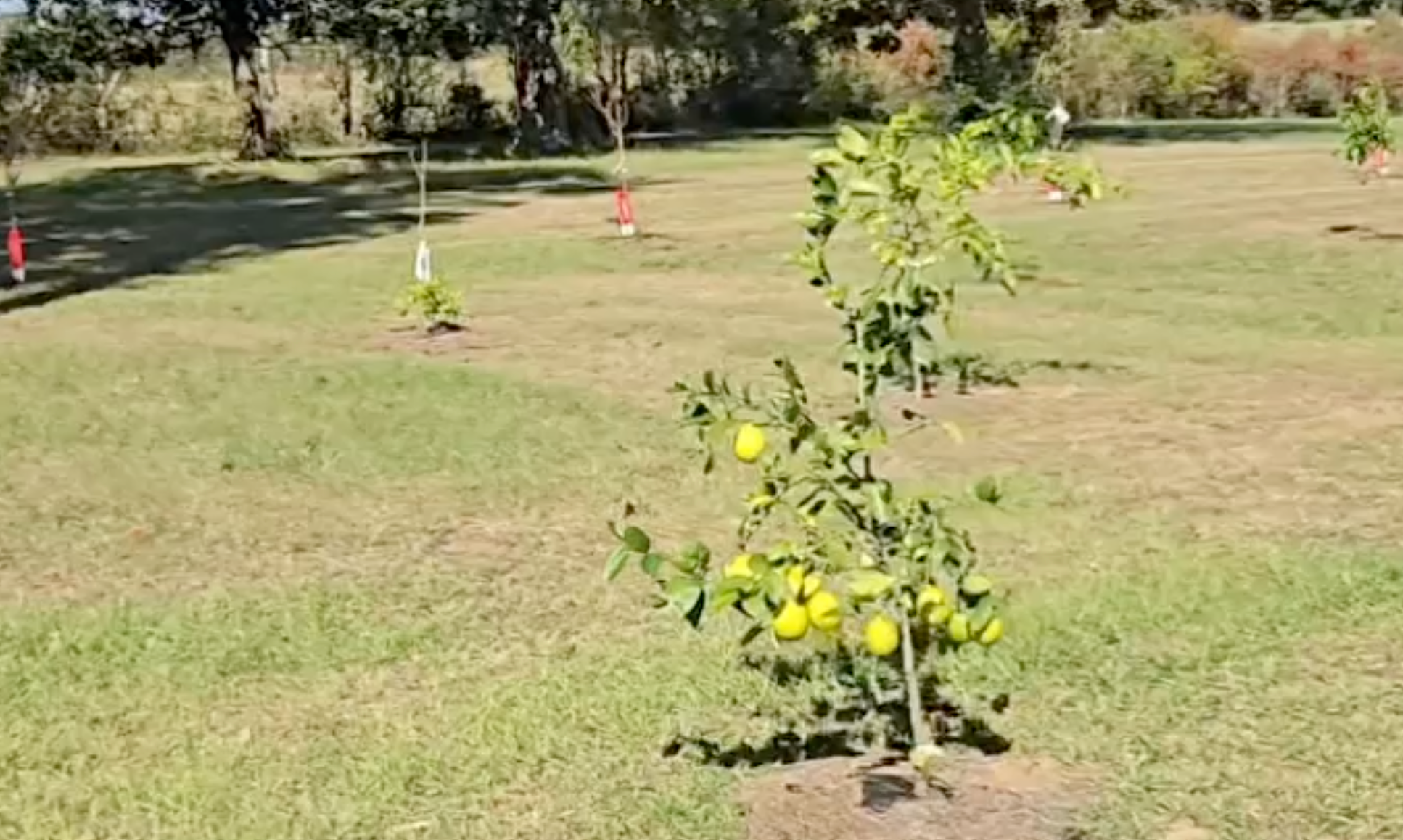 A small lemon tree with ripe yellow lemons growing in a sunny green field, surrounded by other young trees in a rural setting.